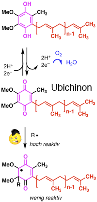 Ubichinon