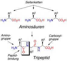 Aminosäuren und Peptide